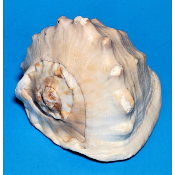 Queen Helmet Seashell Horned Gulf Conch Elaborate Opening 5" X 4" VGC! #A - Picture 10 of 10